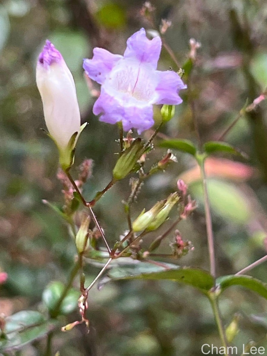 Strobilanthes helicoides T.Anderson